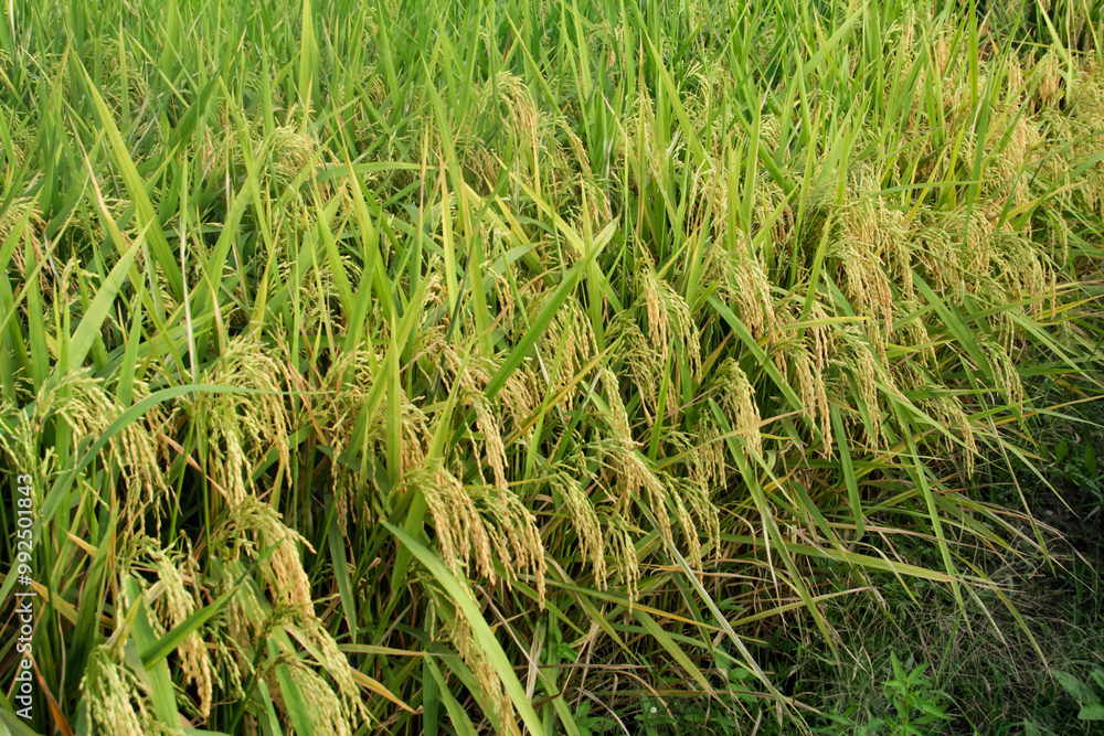 Oryza sativa or rice plant, rice fields that have turned yellow and are ready to be harvested Oryza sativa or rice plant, rice fields that have turned yellow and are ready to be harvested