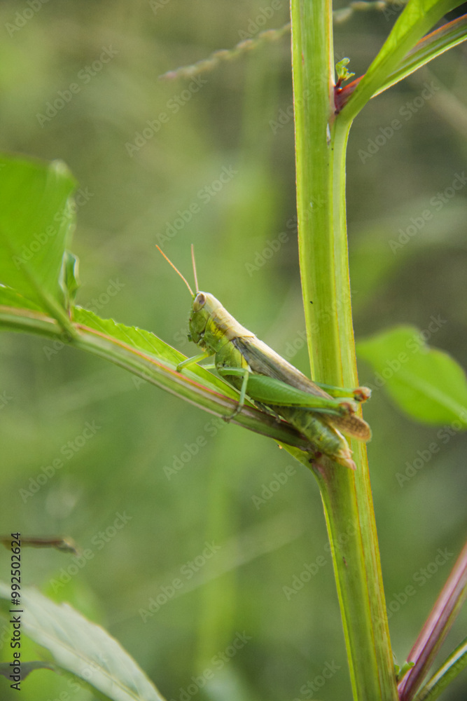 Oxya chinensis sinuosa or rice grasshopper, an insect that is often found in rice plants and disguises itself there Oxya chinensis sinuosa or rice grasshopper, an insect that is often found in rice plants and disguises itself there