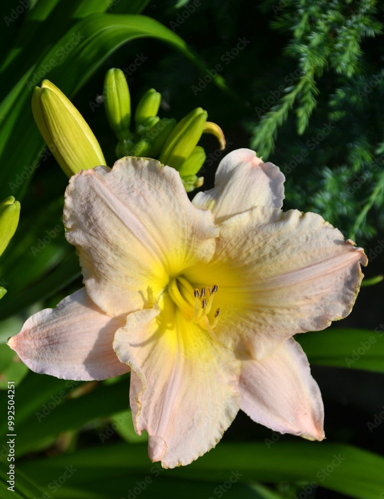 Fototapeta premium daylily Longfields Pearl light cream, white, milky 