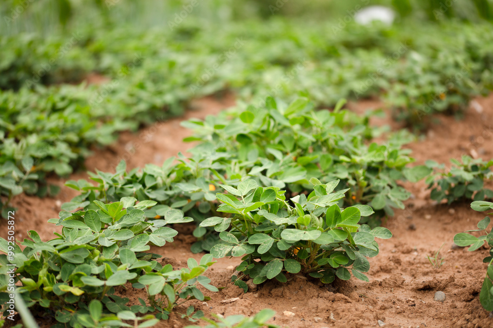 Peanuts growing in a farmland Peanuts growing in a farmland