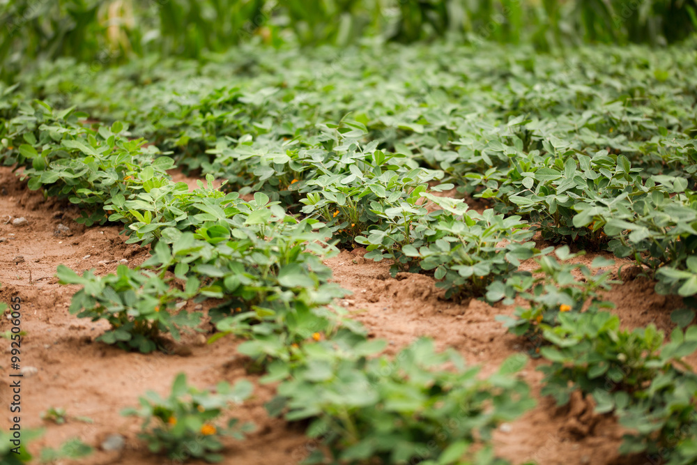 Peanuts growing in a farmland Peanuts growing in a farmland