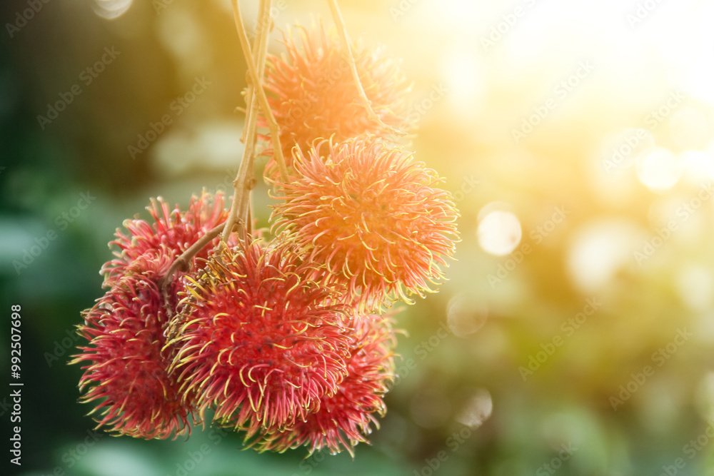 Rambutan fruit or Nephelium lappaceum L is a tropical fruit from the Sapindaceae family. This fruit is widely available in Indonesia Rambutan fruit or Nephelium lappaceum L is a tropical fruit from the Sapindaceae family. This fruit is widely available in Indonesia