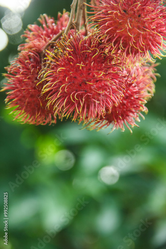 Rambutan fruit or Nephelium lappaceum L is a tropical fruit from the Sapindaceae family. This fruit is widely available in Indonesia