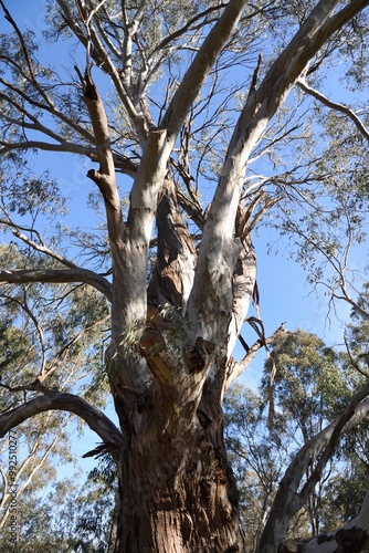 Eucalyptus camaldulensis, commonly known as the river red gum is endemic to Australia in wetlands area at Albury, New South Wales photo