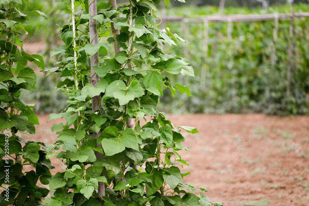 Bean seedlings climbing all over the shelf