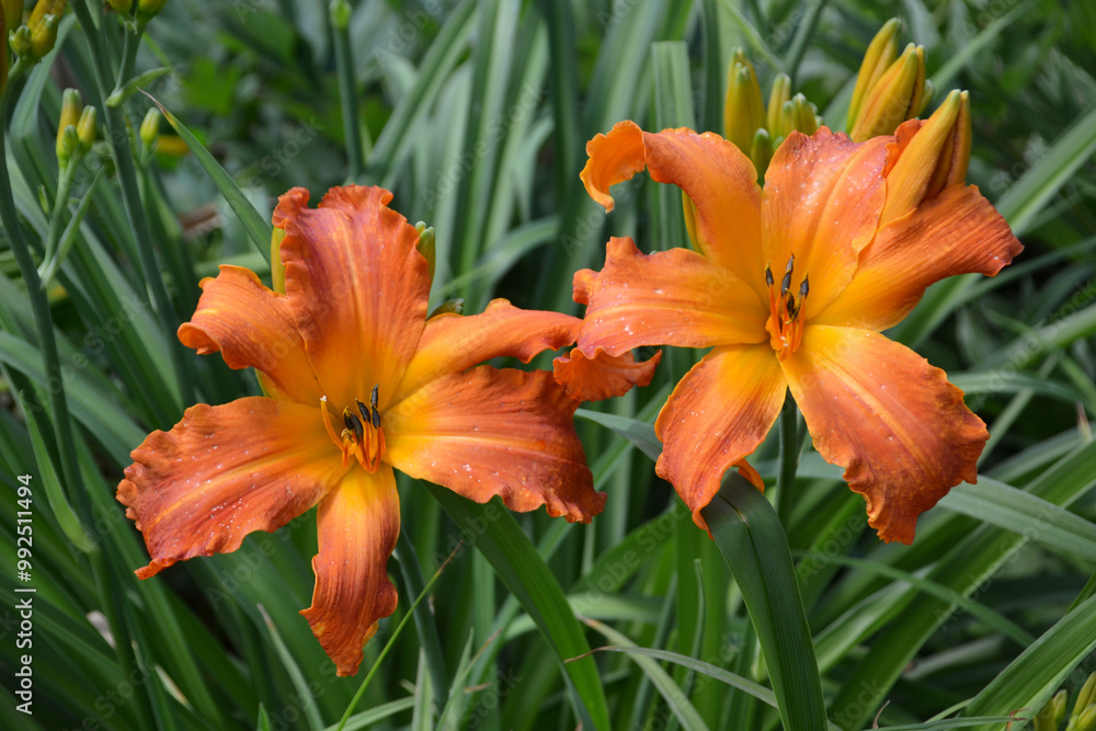 daylily Primal Scream orange-tangerine, fiery orange-red color, with a yellow throat
daylily Primal Scream orange-tangerine, fiery orange-red color, with a yellow throat