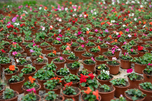 Multiple small brown flower pots of waller's balsamine with green leaves disposed on the ground photo