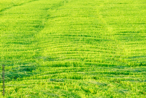 Lush Green Rice Field Under Bright Sunshine