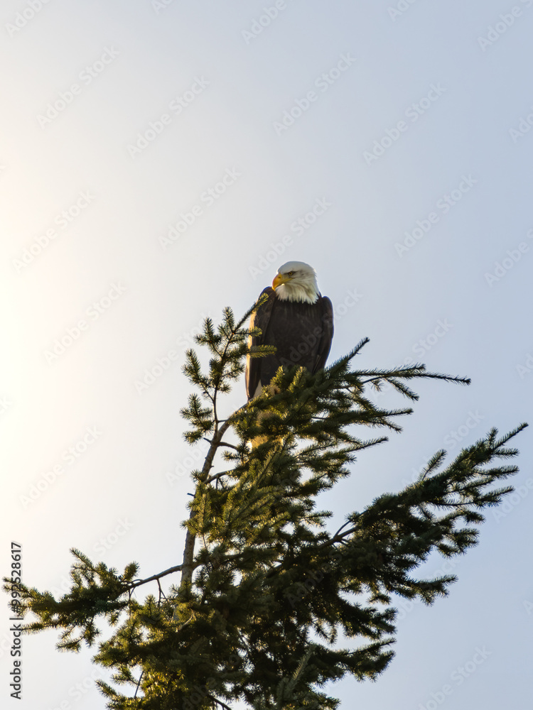 bird of prey perched upon tree top bird of prey perched upon tree top