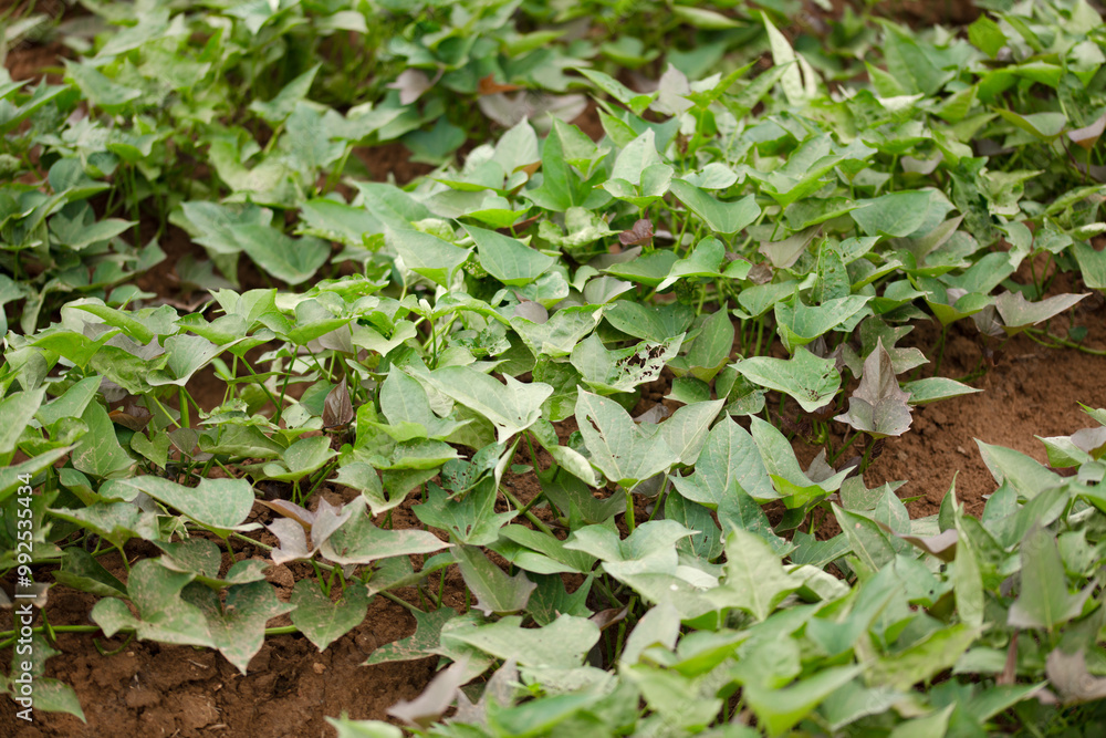 The sweet potato vines in the sweet potato field are growing well The sweet potato vines in the sweet potato field are growing well