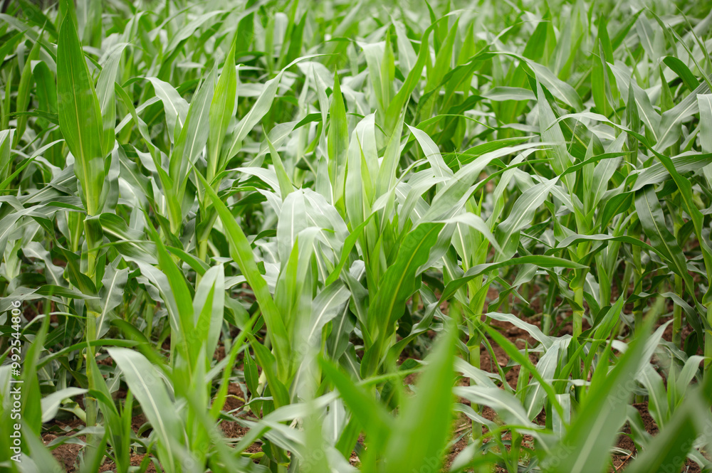Corn seedlings in the farmland Corn seedlings in the farmland