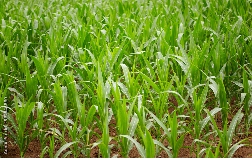 Corn seedlings in the farmland Corn seedlings in the farmland