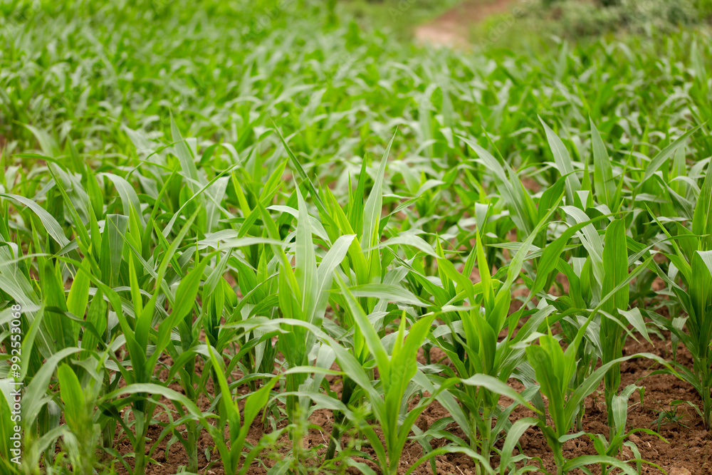 Corn seedlings in the farmland Corn seedlings in the farmland