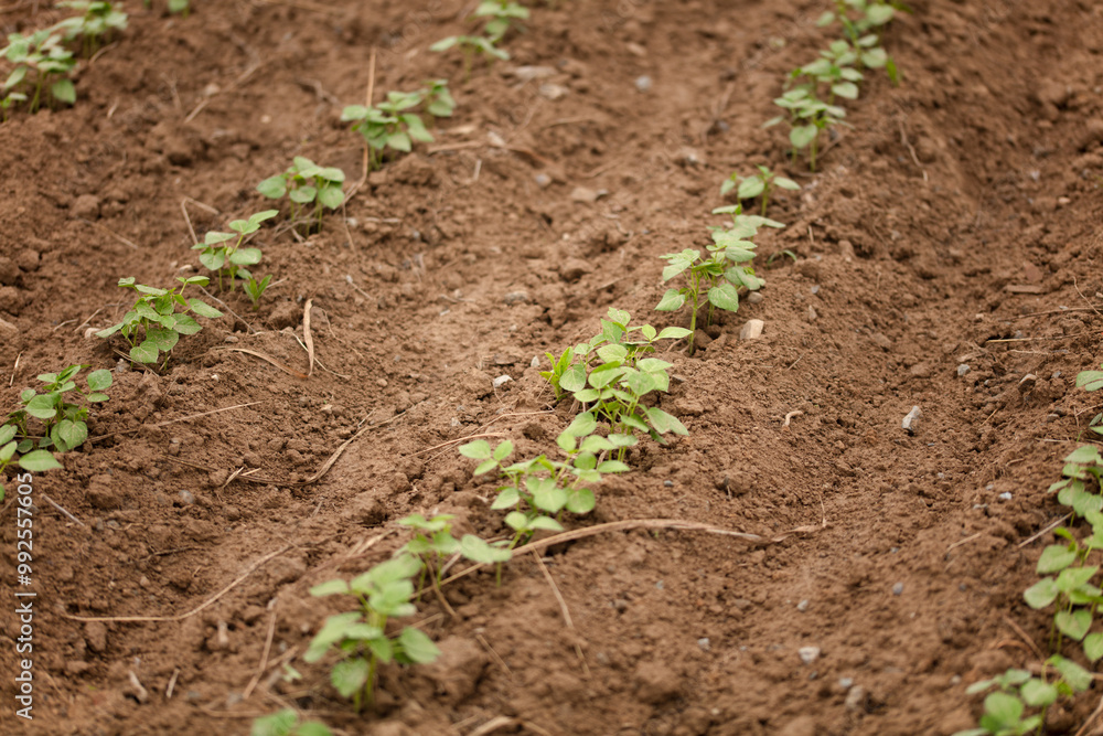 Mung bean seedlings planted on the land Mung bean seedlings planted on the land