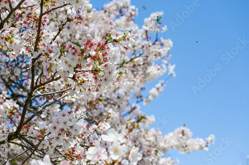 Cherry blossoms season background is blue sky