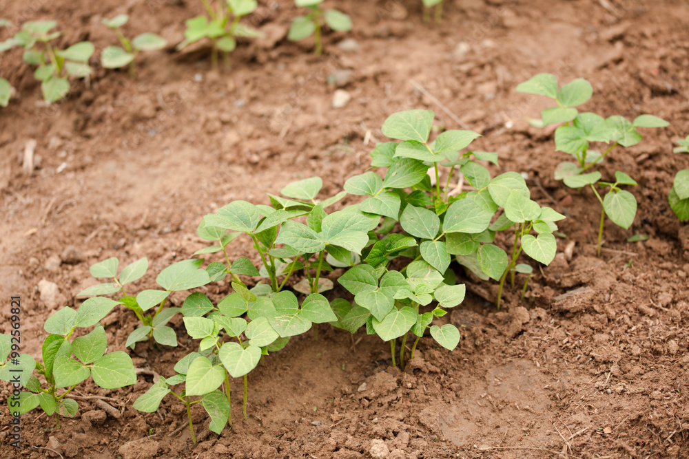 Growing bean sprouts crops in the farmland