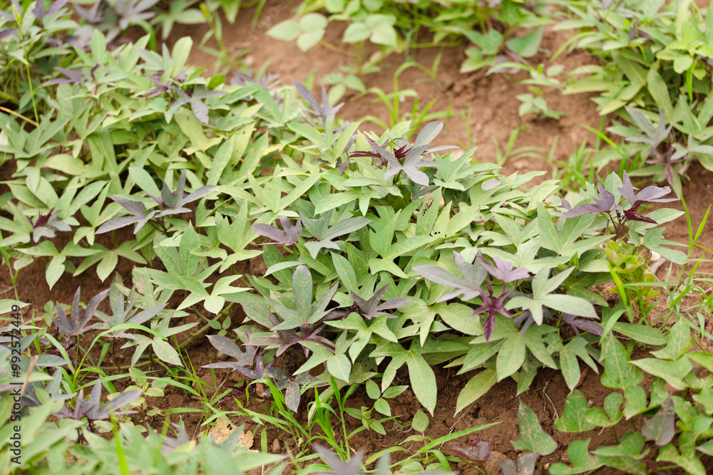 Growing lush sweet potato vines Growing lush sweet potato vines