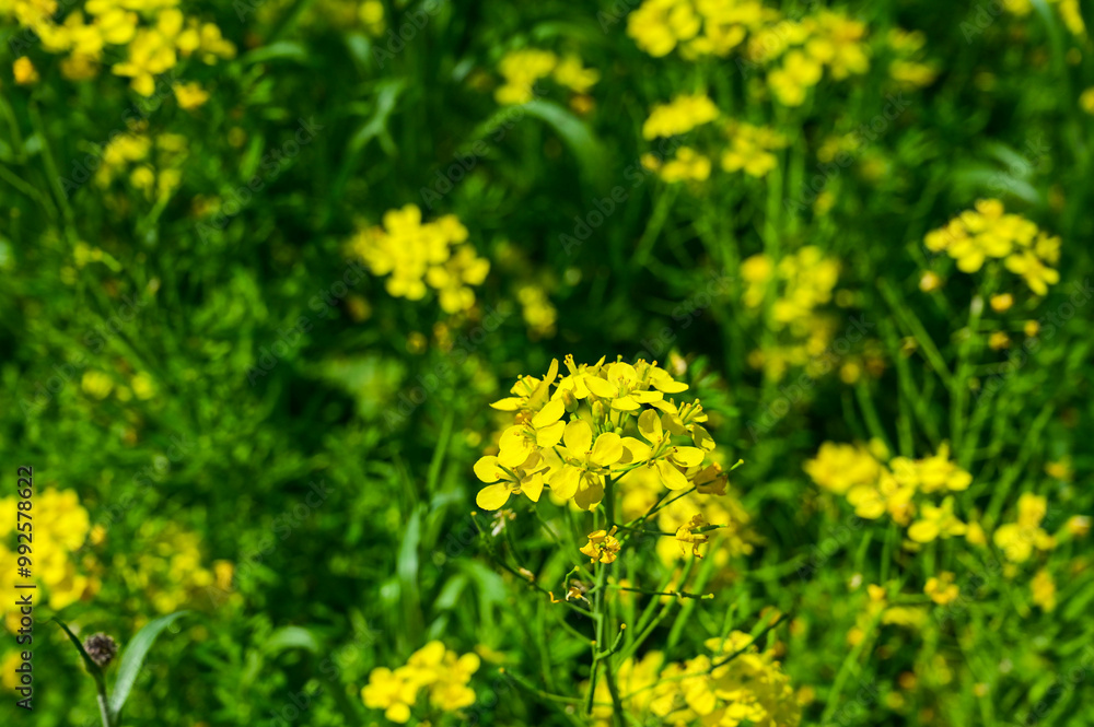 Close-up of rapeseed flowers in bloom season Close-up of rapeseed flowers in bloom season