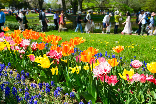 Tulip flowers in Showa Kinen Park at Tokyo, Japan. photo