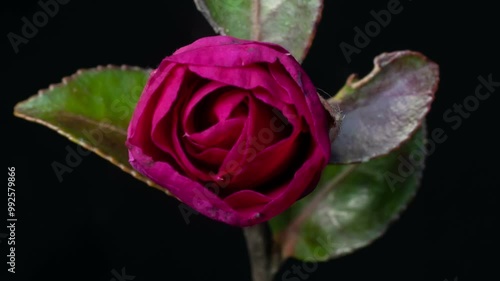 Time-lapse photography of camellia blossom