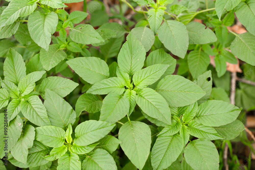 Wild amaranth growing in the wild Wild amaranth growing in the wild