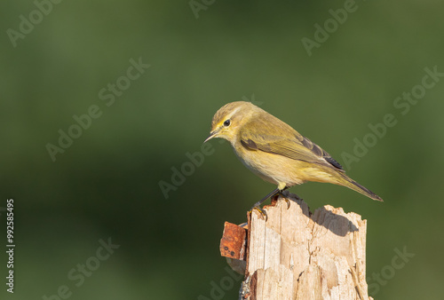 Common chiffchaff - in autumn at a wet forest 