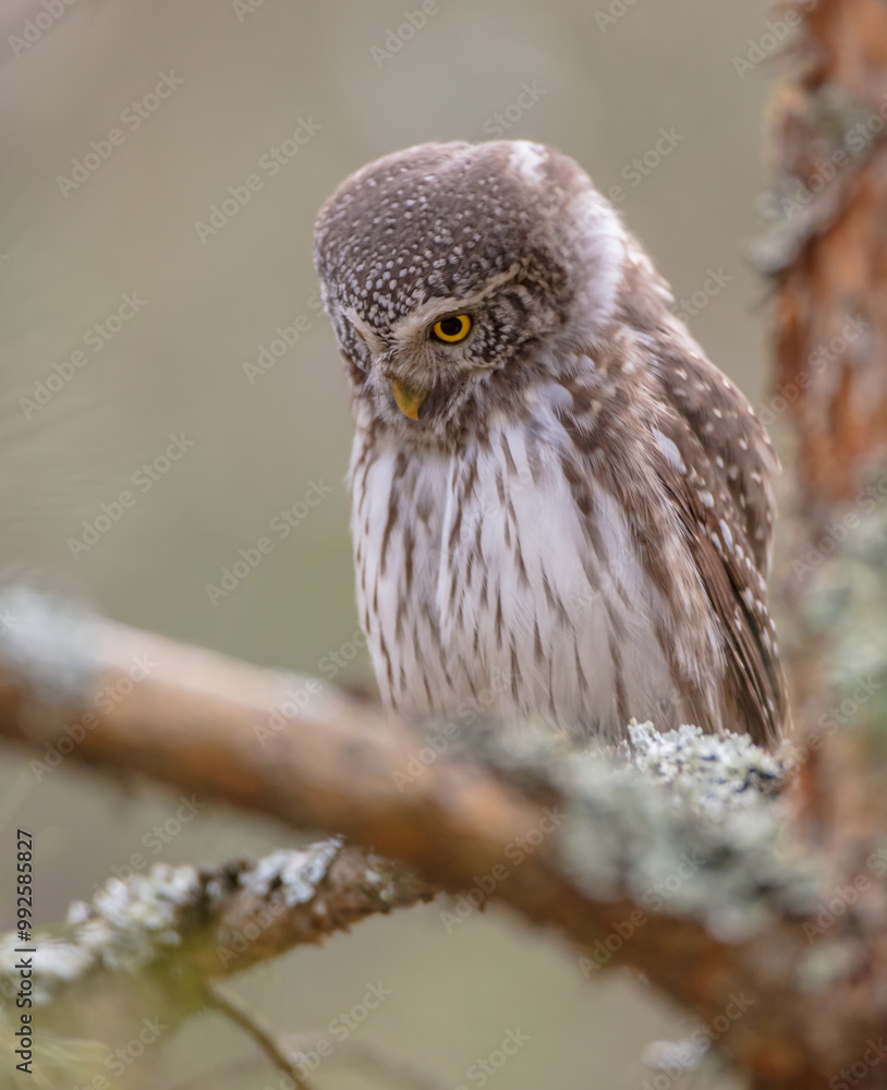 Eurasian Pigmy Owl in a fir grove in spring Eurasian Pigmy Owl in a fir grove in spring