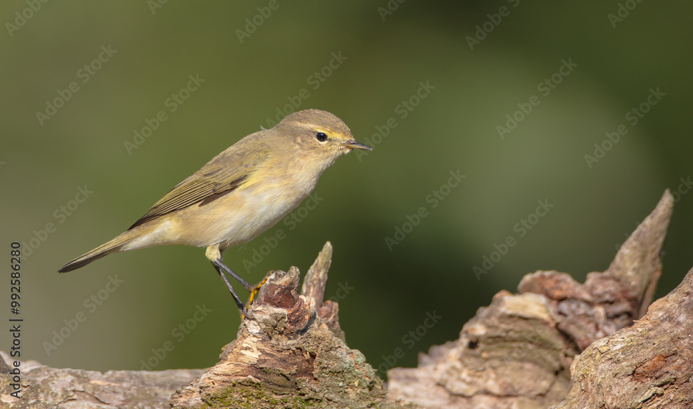 Common chiffchaff - in autumn at a wet forest Common chiffchaff - in autumn at a wet forest