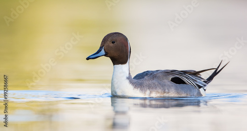 Northern pintail - male bird at a small pond in spring