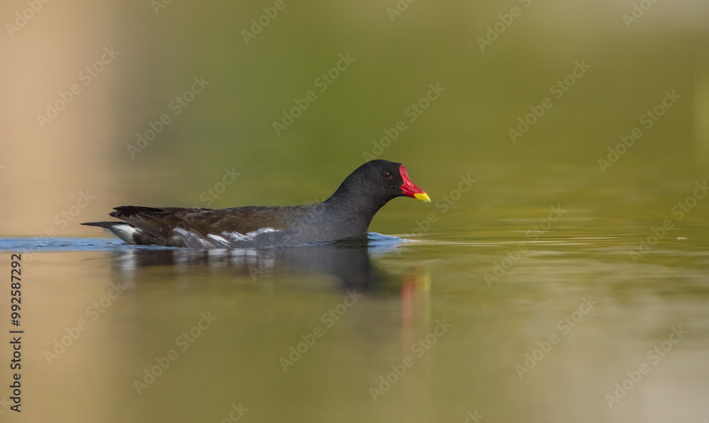 The common moorhen - adult bird in spring The common moorhen - adult bird in spring