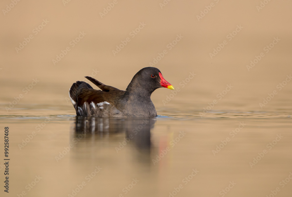 The common moorhen - adult bird in spring The common moorhen - adult bird in spring