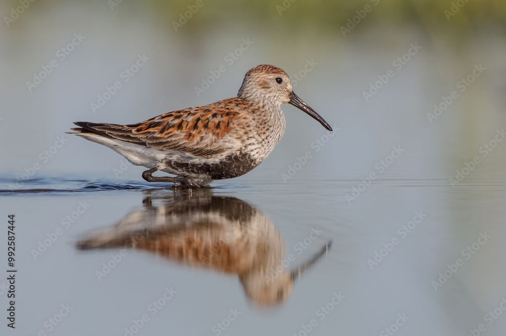 Dunlin - adult bird at a wetland on the spring migration Dunlin - adult bird at a wetland on the spring migration