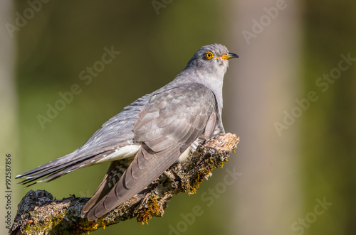 Common cuckoo - in spring at a wet forest