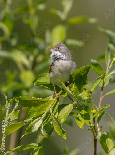 Common whitethroat - at a wet forest in spring