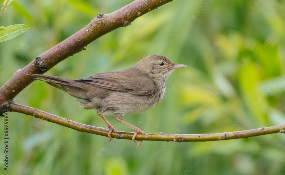 River Warbler - near the nesting place in summer River Warbler - near the nesting place in summer