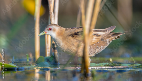 Little Crake - female feeding at a wetland  photo