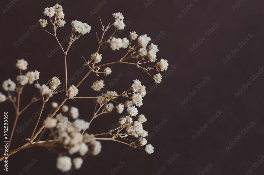 Dried gypsophila flowers close up template on dark brown background selective focus . Copy space. Flowers background.Aesthetic poster. Dried gypsophila flowers close up template on dark brown background selective focus . Copy space. Flowers background.Aesthetic poster.