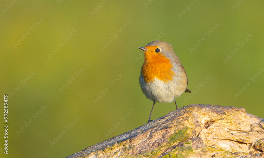 The European robin - at the wet forest in autumn The European robin - at the wet forest in autumn