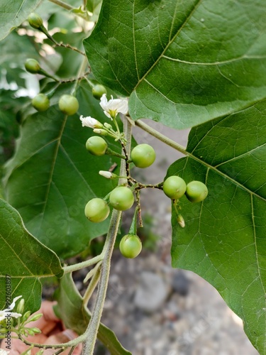 Takokak or tekokak fruit or sparrow eggplant  photo