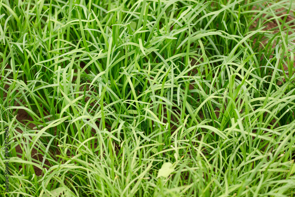 Planting leeks in the farmland Planting leeks in the farmland