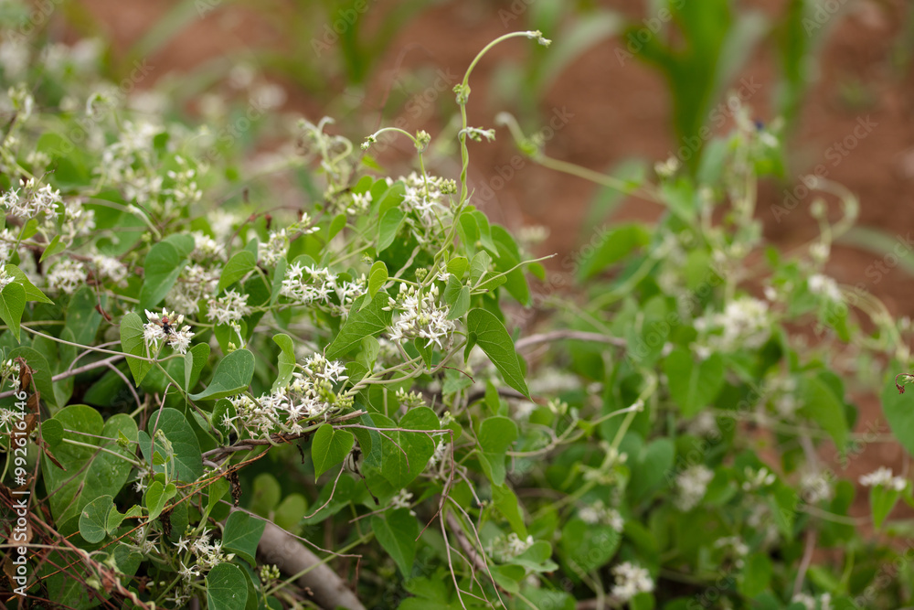 Wild goose down vine plant Wild goose down vine plant