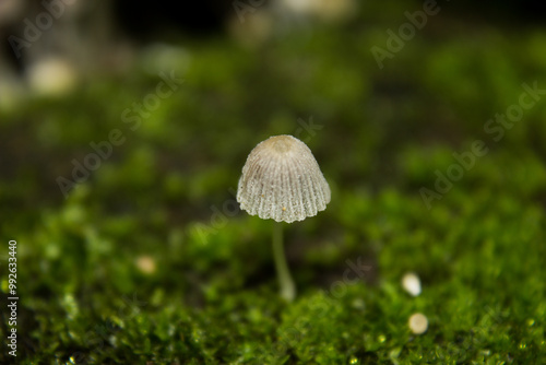 a tinny mushroom with blurr background photo