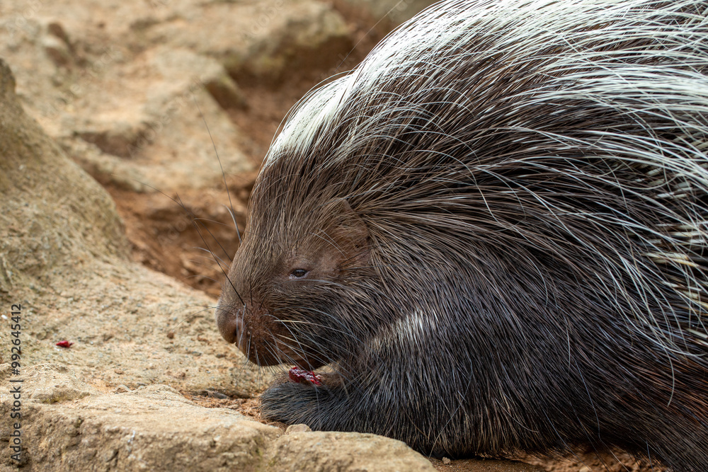 Porcupine