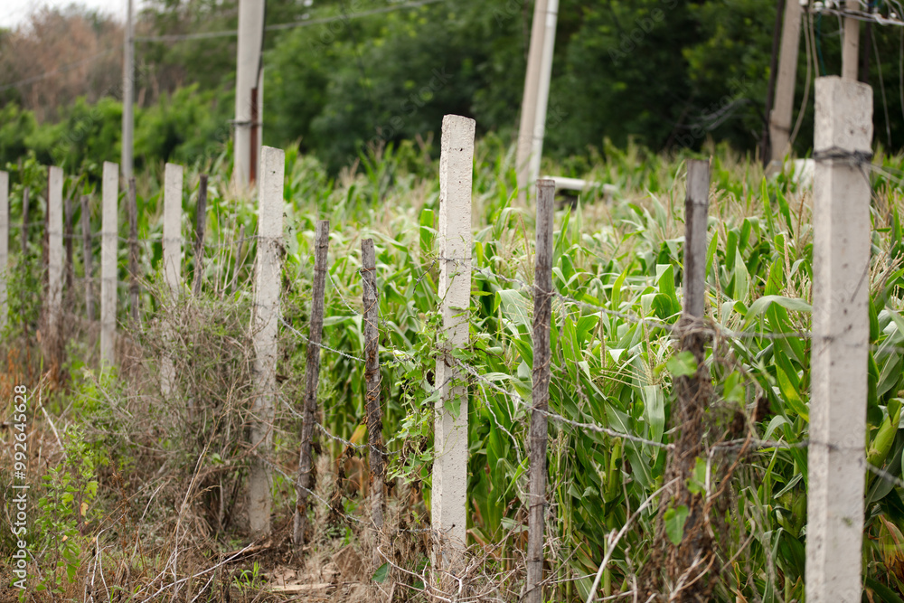 Corn crops in the fence Corn crops in the fence