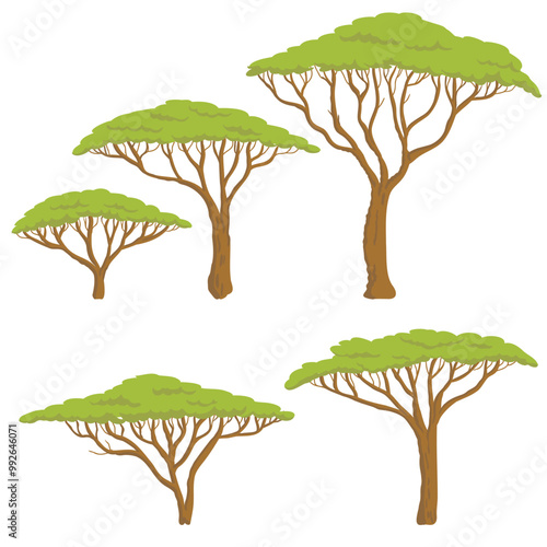 vector drawing trees, umbrella thorn acacias with green foliage isolated at white background, hand drawn illustration