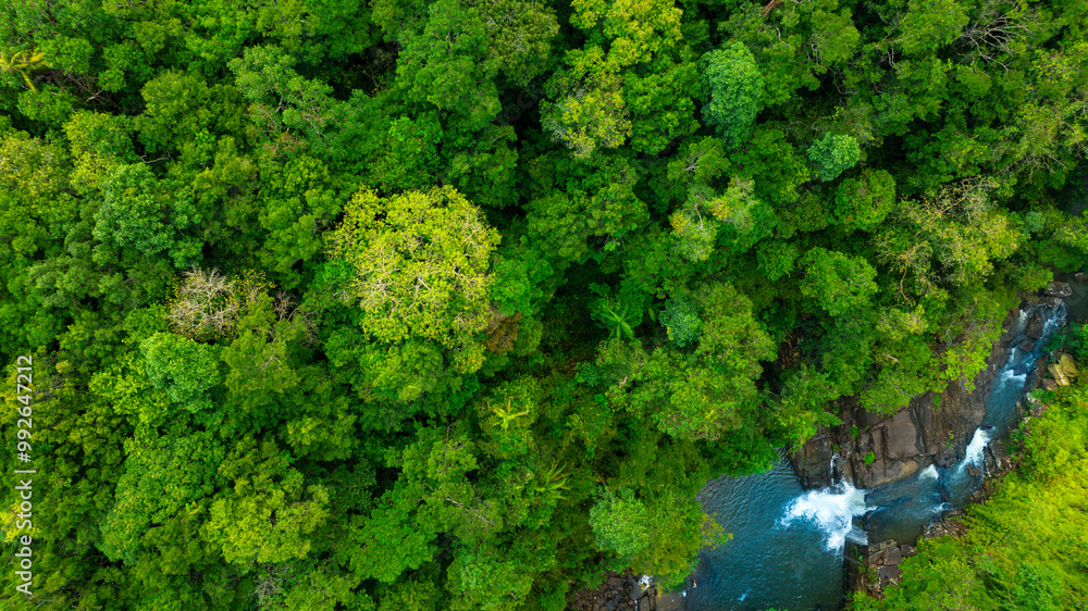 Naklejka premium Aerial view of mixed forest, deciduous trees, greenery and waterfalls flowing through the forest. The rich natural ecosystem of rainforest concept is all about conservation and natural reforestation 