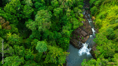 Aerial view of mixed forest, deciduous trees, greenery and waterfalls flowing through the forest. The rich natural ecosystem of rainforest concept is all about conservation and natural reforestation	