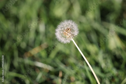 Dandelion on grass