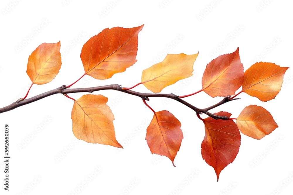 Obraz premium autumn leaves isolated on white