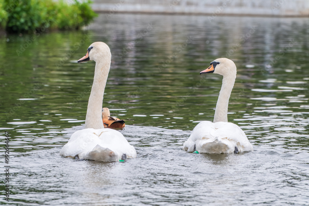 Obraz premium Two Graceful white Swans swimming in the lake, swans in the wild